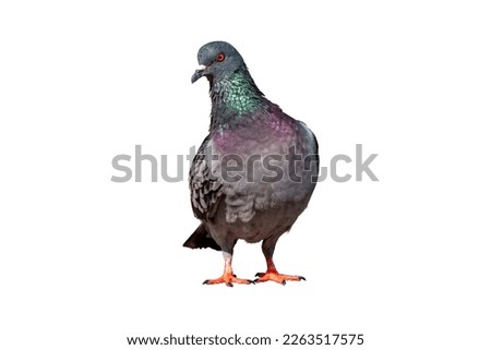 Full body of standing pigeon bird isolate on white background whit clipping path, Front view Royalty-Free Stock Photo #2263517575