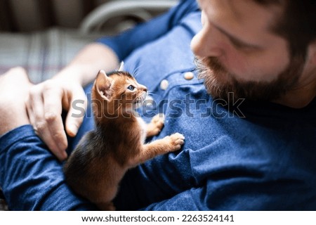 Little abyssinian ruddy kitten sitting on mans chest. Cute one month old kitten looking trustfully on its owner. Pets care. World cat day. Image for websites about cats. Selective focus. Royalty-Free Stock Photo #2263524141