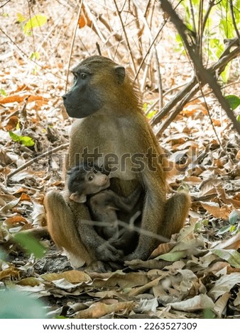  baboon watching in The Gambia , Africa