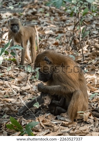  baboon watching in The Gambia , Africa