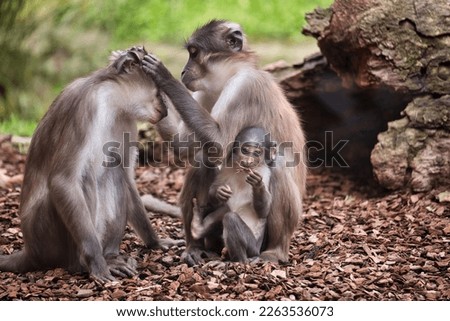 white-crowned manga family sitting together while the monkey mom lusts the monkey dad, the baby sits with the mom.