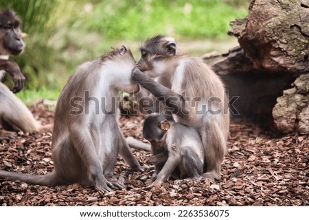 white-crowned manga family sitting together while the monkey mom lusts the monkey dad, the baby sits with the mom.