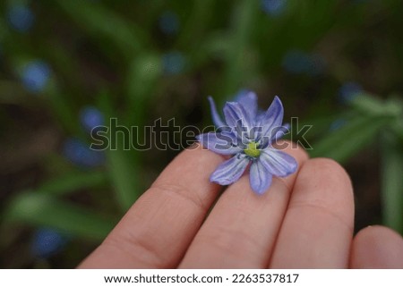 Womans hands gently touch of snowdrops close-up. Little Wild flowers snowdrops in spring forest with copy space for text. Top view. Save nature environment concept, spring outdoors. Selective focus. Royalty-Free Stock Photo #2263537817