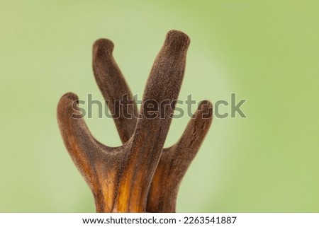 Velvet antler in green background. cartilaginous antler in a precalcified growth stage of deer, covered in a hairy, velvet-like skin, sold in China as Chinese medicine, in USA dietary supplement Royalty-Free Stock Photo #2263541887