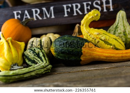 Fresh organic pumpkins from the local farmers market.