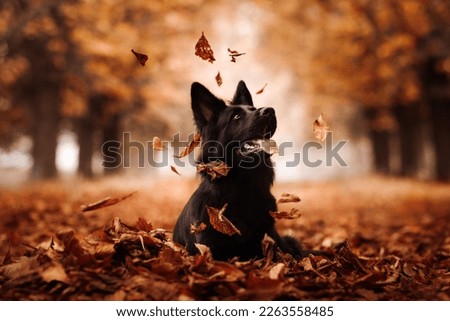 Cute Smiling Black Old German Shepherd Dog Autum Falling Leaves Royalty-Free Stock Photo #2263558485