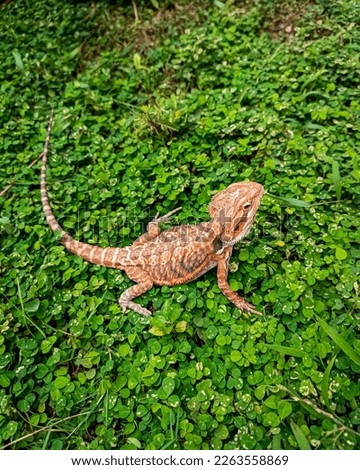 Top view of the central bearded dragon (Pogona vitticeps), also known as the inland bearded dragon, is a species of agamid lizard