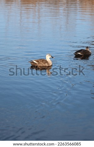 Duck swimming on a pond picture with reflection in water