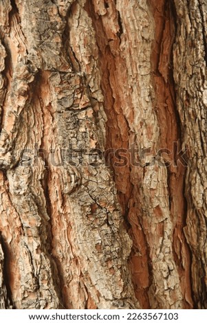 Tree skin texture for material designing, sculpting, modeling, creating alpha, creating brush, photo bashing, texture, matte painting