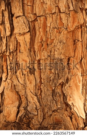 Tree skin texture for material designing, sculpting, modeling, creating alpha, creating brush, photo bashing, texture, matte painting