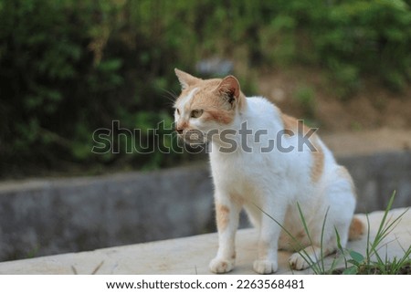 A tomcat with yellow fur color walking on the side of the road