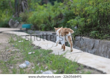 A tomcat with yellow fur color walking on the side of the road