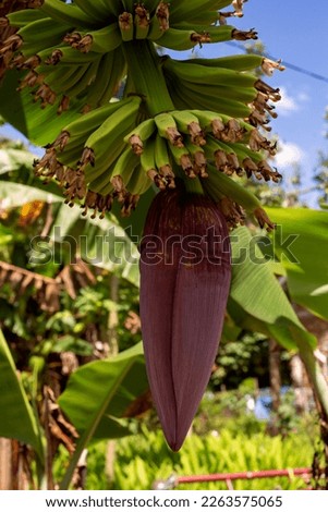 banana heart or flowers from bananas that have just bloomed on a branch are very healthy, good for examples of banana farming pictures