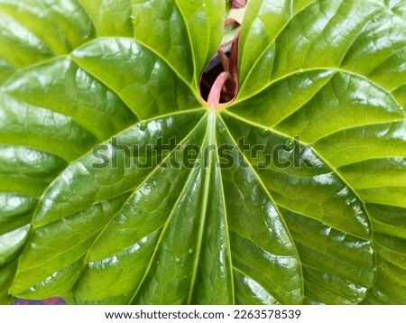 Texture and detail Beauty of anthurium plant leaves