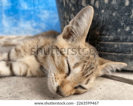 cute cat playing and relaxing. selective focus