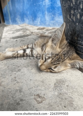 cute cat playing and relaxing. selective focus