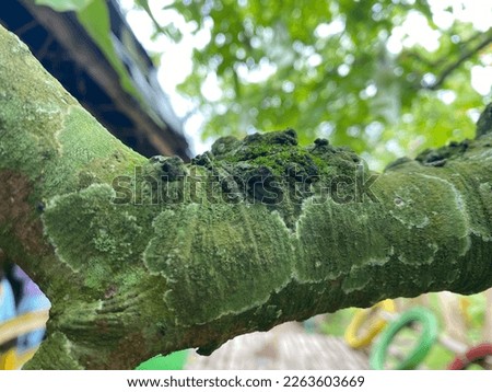 Moss on a tree trunk. Starfruit tree trunk, overgrown with green moss, against a background of sparse trees and low green grass.