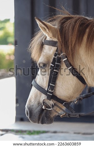 A cute pony faithfully waits for guests who want to ride a horse to spin around the garden