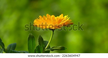 Calendula officinalis the pot marigold common marigold ruddles flower blooming yellow dandelion flower.                               