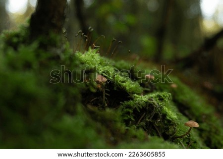 beautiful fairy tail mushroom growing on the forest floor with moss