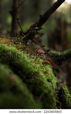 beautiful fairy tail mushroom growing on the forest floor with moss