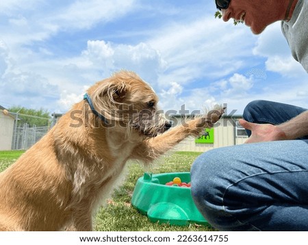 Human and dog interacting together outside 