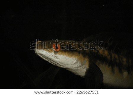Channa maruliolides yellow sentarum fish