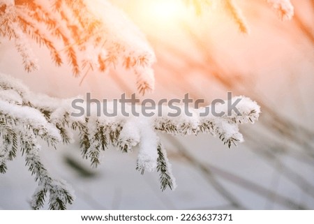 Fir trees covered with snow.Winter forest with solar illumination