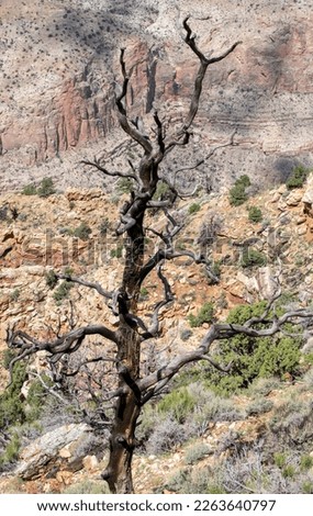 A barren tree could symbolize shattered hopes, desolation, old age or worry. With no vitality left, this tree stands alone at the beautiful Grand Canyon.