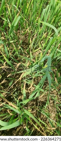 Wheat plants having severe infestation of septoria tritici blotch