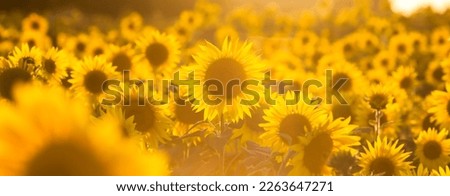 picture of a field with masses of yellow sunflowers against the light