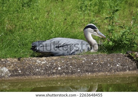The gray heron (Ardea cinerea) is a long-legged bird of prey in the heron family (Ardeidae) that is native throughout Europe, Asia, and parts of Africa.