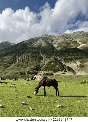 Stallion eat grass on the meadow with mountain background