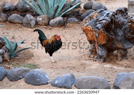 A bright rooster bird walks on the ground between stones and decorations and looks for food