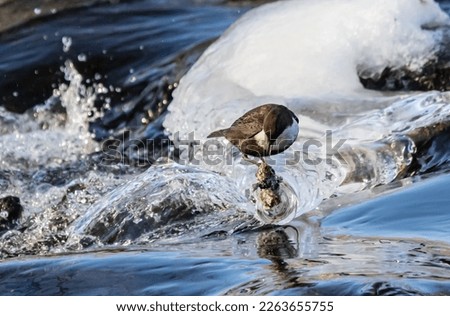 White-throated dipper on a stream on an icy branch