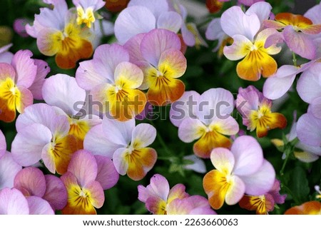Lovely light purple and yellow pansies