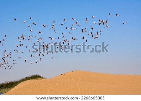 A large flock of pink flamingos soars over the dunes of the yellow desert into the blue sky