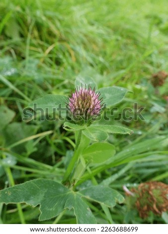 close up picture of wild red clover 