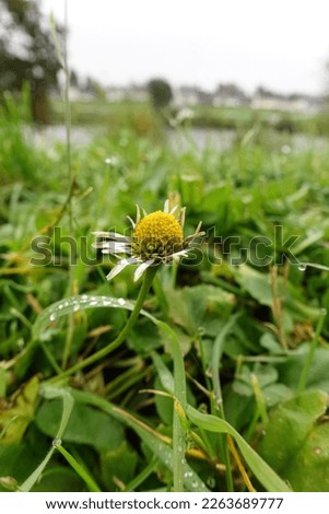 closeup picture of dying daisy with petals drop on the grass.
