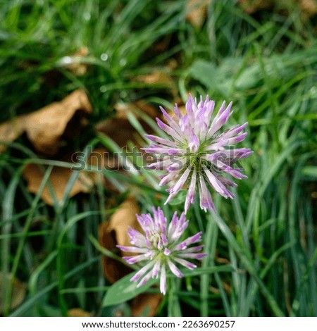 Closeup picture of chives on the grass .