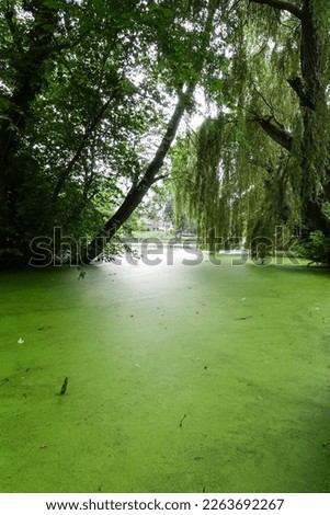 Green background texture of a swam with tall tree and sun light
