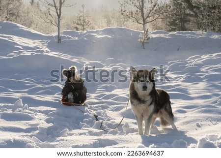 Winter scene, husky dog ​​sleds a little girl.