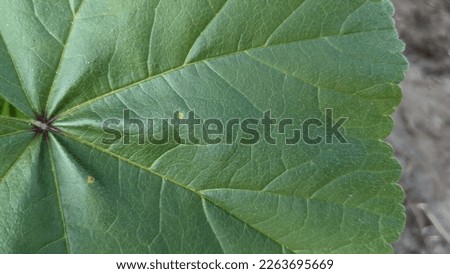 A leaf photographed up close.