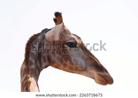 portrait giraffe headshot isolated with white background