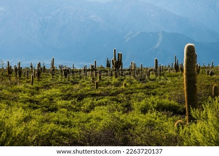 cactus desert, Landscape argentina nature cactus forest south america Royalty-Free Stock Photo #2263720137