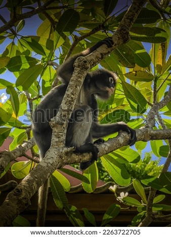 The dusky leaf monkey or spectacled langur hiding in a tree among leaves in Railay beach, Krabi province, Thailand