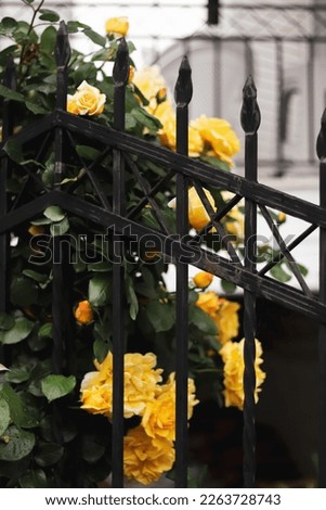 yellow roses behind black fence 
