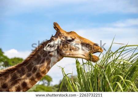Giraffe eating grass closeup and selective focus