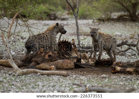 hyenas feeding on dead giraffe (Namibia)