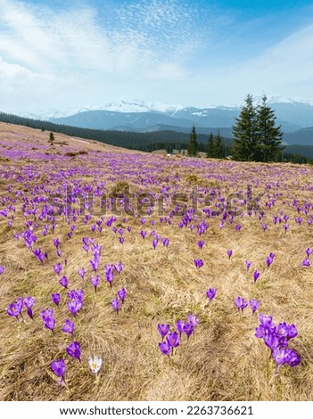 Colorful blooming purple violet Crocus heuffelianus (Crocus vernus) alpine flowers on spring Carpathian mountain plateau valley, Ukraine. Four-layer image with a large depth of field.